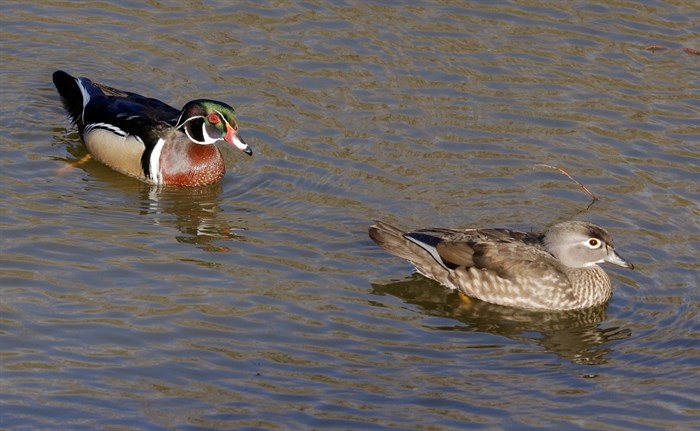 Male wood ducks have fancy, vibrant plumage to attract females in the spring. 
