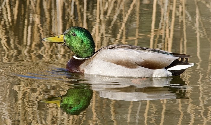 Spotted near Kamloops, mallard drakes showcase a glossy green head and white neck ring that is irresistible to females.