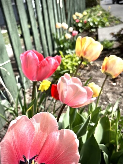 Multi-coloured tulips are open to the sunshine in downtown Kamloops. 