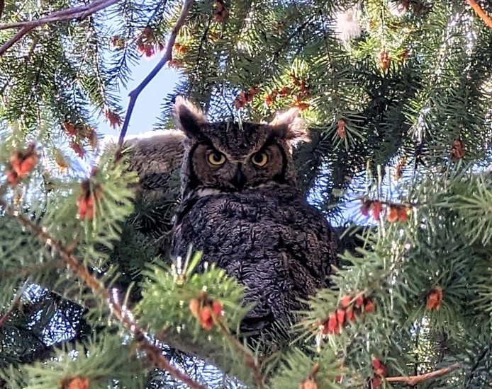 An adult owl in Penticton has a baby it the nest behind it. 