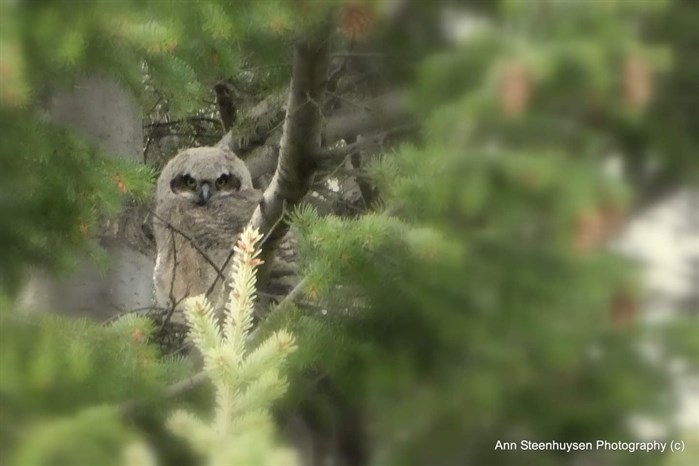 An owlet is spotted in the North Thompson 