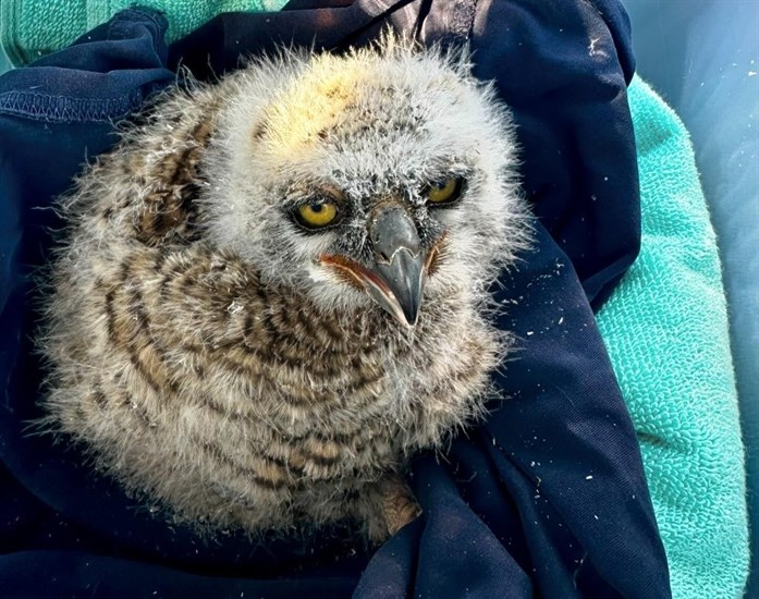 This owlet blew out of its nest and was taken into the South Okanagan Rehabilitation Centre for owls. 