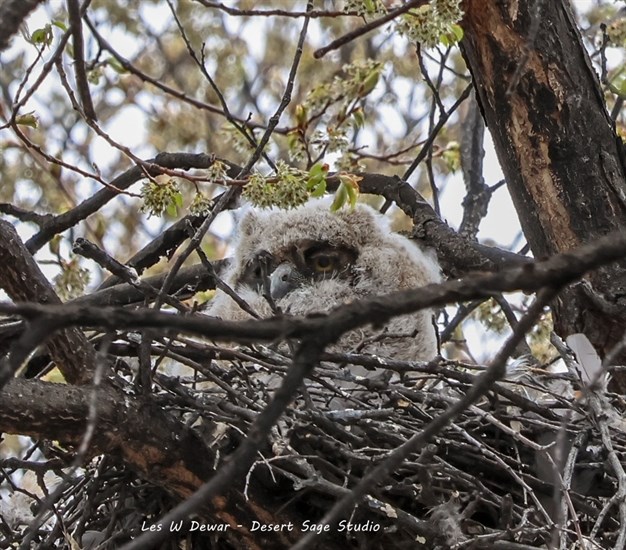 This baby owl in the South Okanagan looks like it needs a nap. 