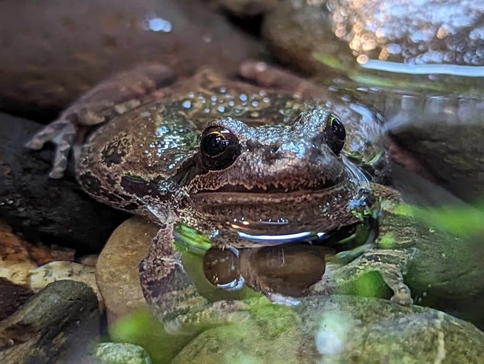 This western toad lives in a terrarium in Kamloops. 