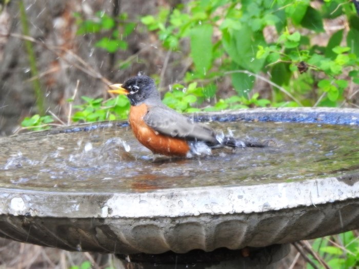 A robin splashes in a bird bath in Vernon. 
