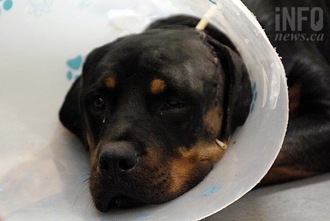 Rocky, an eight-month-old Rottweiler, was one of three dogs seriously injured by an attacker last week.
