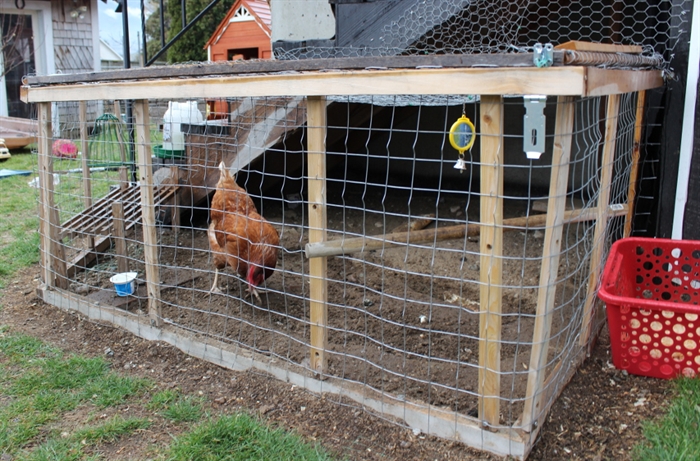 Backyard chickens to go public in June - InfoNews.ca