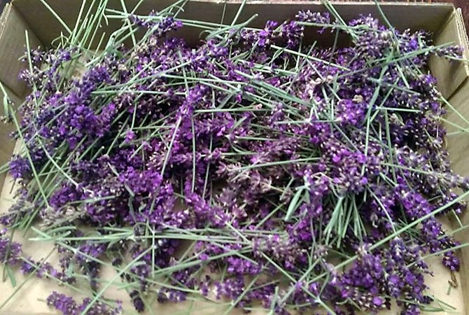 Fresh-picked lavender for Urban Distilleries Spirit Bear Gin.