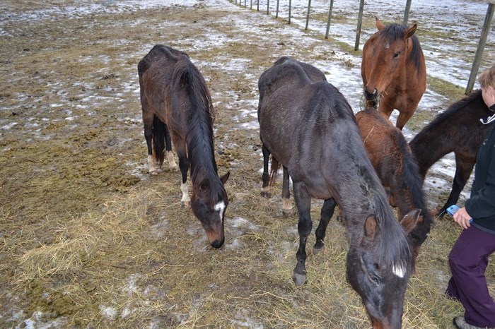 The SPCA seized 16 horses from Roberts' Armstrong property Dec. 11, 2014. 