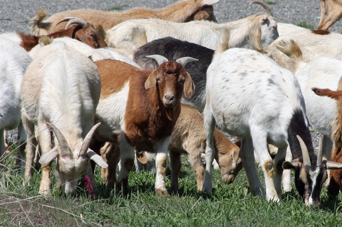 Goats can eat many weeds toxic to other animals, making them an ideal form of noxious weed control.