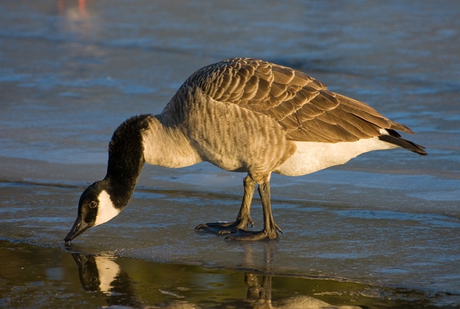 Canada goose outlet wikipedia nederlands