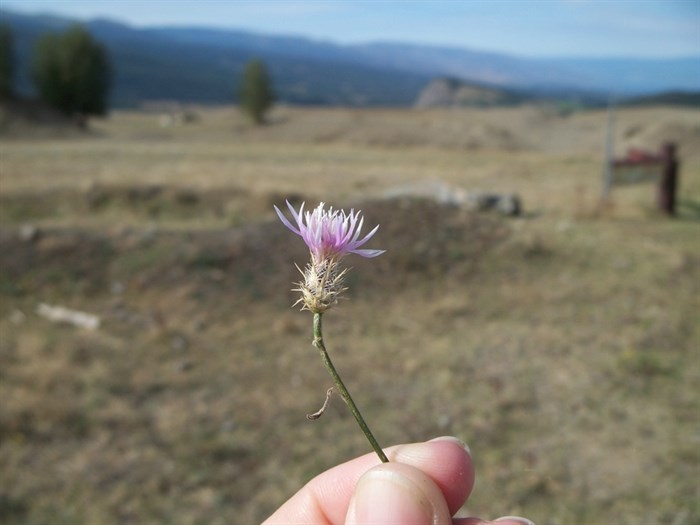 Spotted knapweed is one of the common invasive plants targeted for control in the Thompson-Okanagan.
