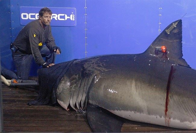 Tracking Sharks – Shark Research & Conservation Program (SRC)