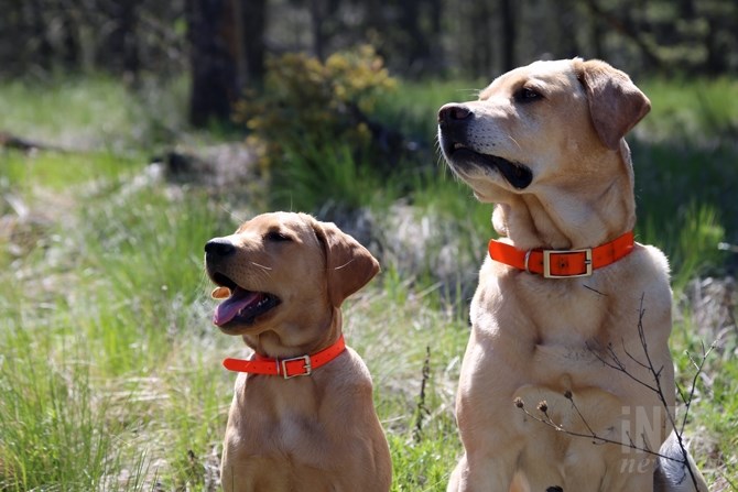 Juno is helping teach Ruby the ropes of being a search and rescue dog.
