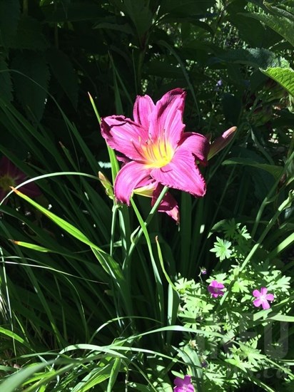 Day lily also from Sedgman's garden.