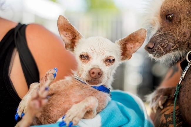 Pork, a 13-year-old Chihuahua, gets some unwanted attention from a rival in the World's Ugliest Dog Contest at the Sonoma-Marin Fair on Friday, June 26, 2015, in Petaluma, Calif.