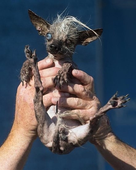 Sweepee Rambo, a 16-year-old Chinese Crested dog, competes in the World's Ugliest Dog Contest at the Sonoma-Marin Fair, Friday, June 26, 2015, in Petaluma, Calif. She won the runner-up award.