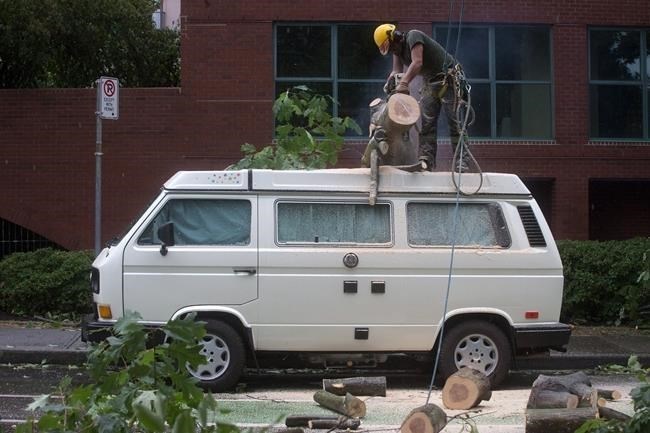 A man works to remove a large tree that fell over on a van during a windstorm in the west end of downtown Vancouver, B.C., on Saturday August 29, 2015.