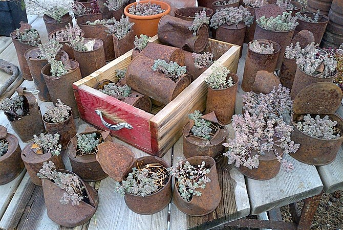 One of the ways Wood spends her free time is planting native plants in recovered, antique cans.