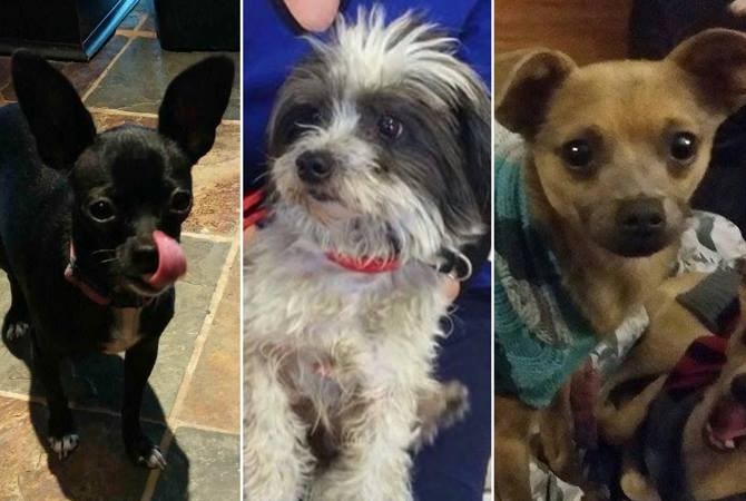 Dogs posted for adoption through Saving Grace. 