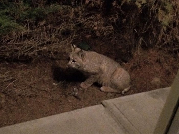 This animal, believed to be a bobcat or a lynx, was spotted near the waterslides at the north end of Vernon. 