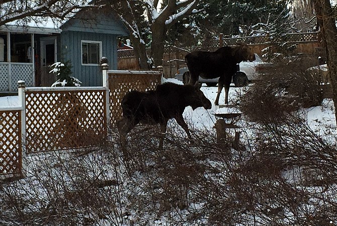 A Glenrosa resident took these pictures of two moose in a neighbours yard Thursday, Feb. 4.