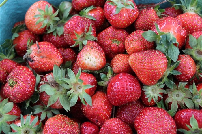 Strawberries are getting an early start to the season, and Kamloops farmers are taking full advantage.