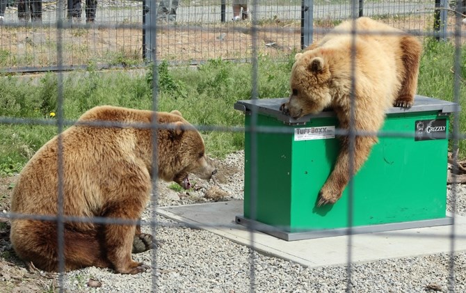 The B.C. Wildlife Park's two young Grizzly bears Dawson and Knute argue over the garbage bin they are testing for its bear resistance on Thursday, May 19, 2016.