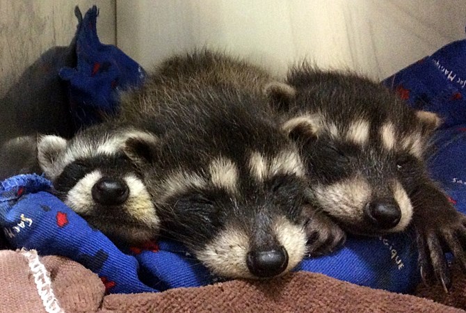 Three baby raccoons were brought to Dr. Moshe Oz of Rose Valley Veterinary Hospital in West Kelowna. He and his staff nursed them back to health and was able to find homes for all three.