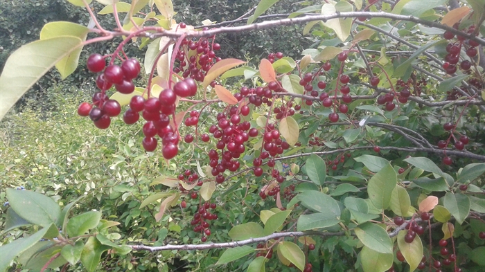 Chokecherries dangle from their branches in like small bunches of grapes. They are found in two colours. The one pictured is red and resembles sour cherries.