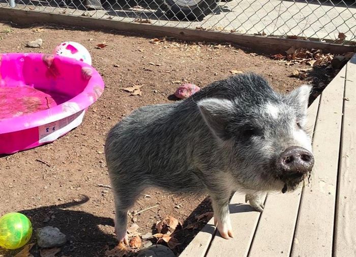 Pet micro-pig considered a prohibited farm animal in Vernon | iNFOnews |  Thompson-Okanagan's News Source