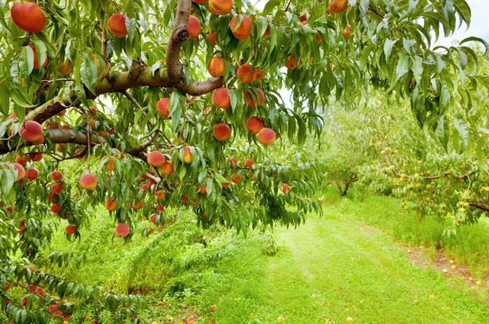 Peaches Are Facing a Crisis