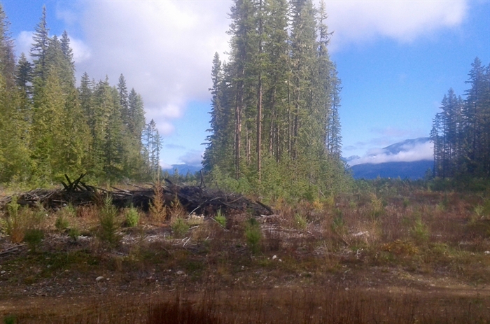 Strip logging in the forest near Nakusp.