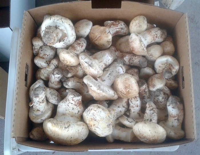Grade #1 pine mushrooms