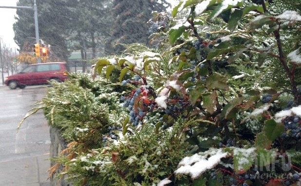 Snow is falling in Vernon this morning, Friday, Dec. 2, 2016. The snow, while not accumulating on city streets, is hanging around on the bushes and trees like the ones pictured in this photo taken outside the Vernon courthouse on 27 Street.