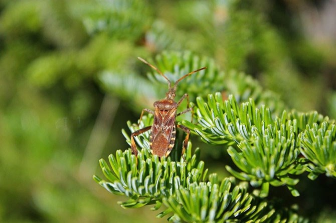 The western conifer seed bug is often mistaken for the brown marmorated stink bug, says entomologist Susannah Acheampong.