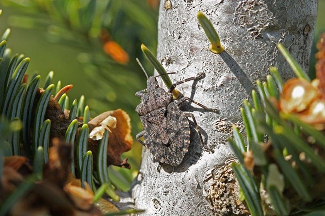 The rough stink bug can also be mistaken for the brown marmorated stink bug. 
The rough stink bug can be identified by its rough skin and spines on the shoulders.