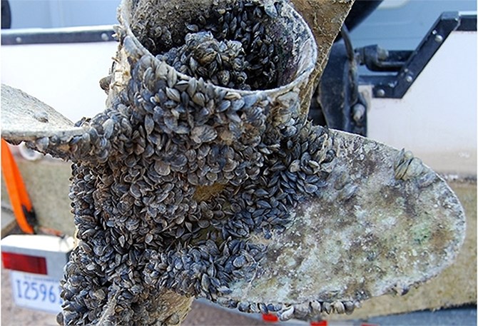 FILE PHOT - A boat propeller engulfed with quagga mussels.
