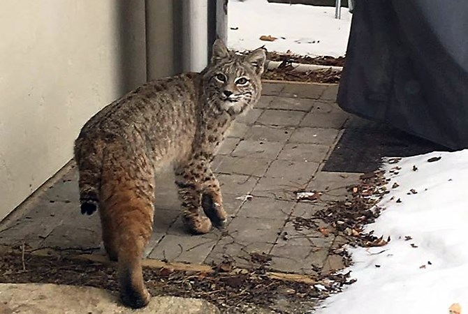 A bobcat was seen wandering around a Lakeshore Road home Wednesday, Dec. 28, 2016.