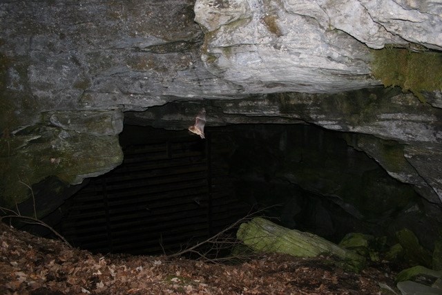 A bat flying at the entrance of a cave in Vermont.