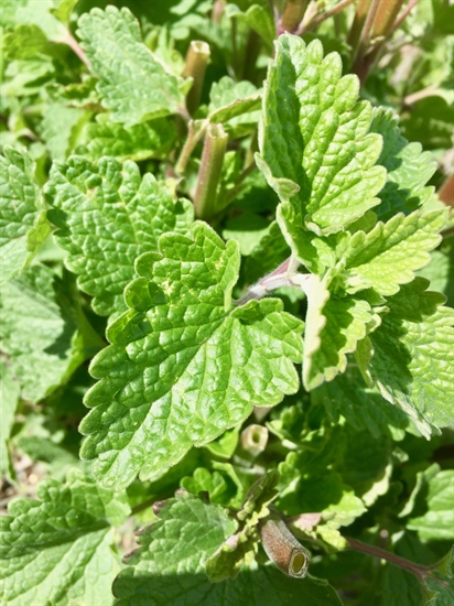 Wild catnip smells just like mint but is more pungent.