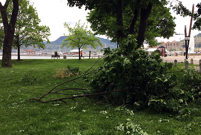 Branches in City Park in Kelowna were knocked down during the wind storm last night.