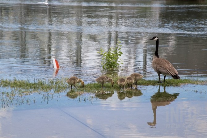 At least the geese and goslings are enjoying the high waters at Riverside Park. 