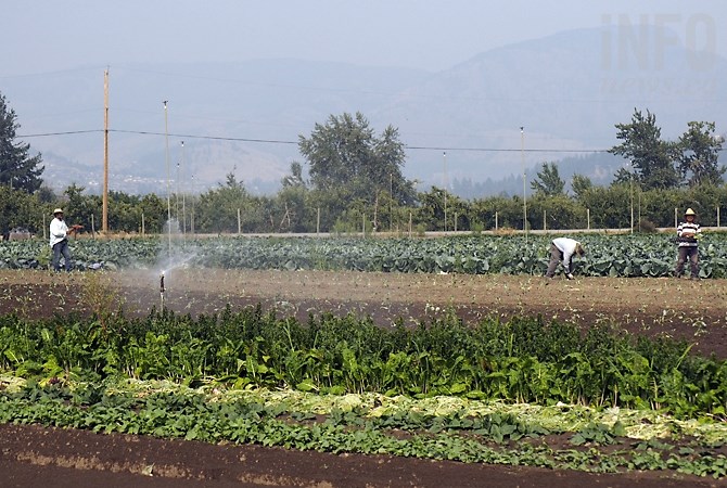 One of the fields farmed by Roseridge workers, including six that come from Mexico.