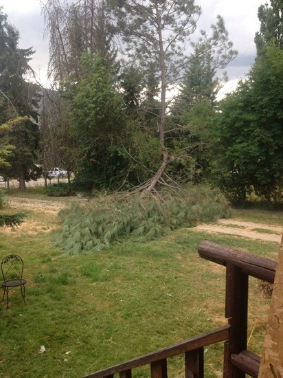 The wind snapped this tree in Salmon Arm's Ranchero neighbourhood.