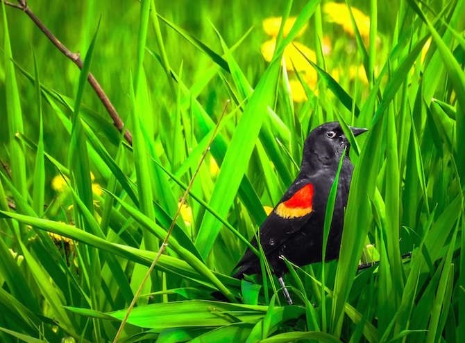 A red-winged black bird, between Enderby and Armstrong. 