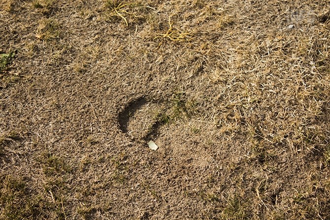 Tolman believes this is a hoof print left by a loose bull in the Dallas neighbourhood.