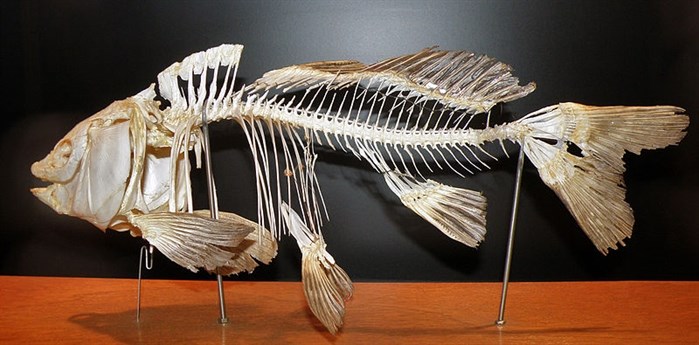 Photograph of a common carp skeleton. 
