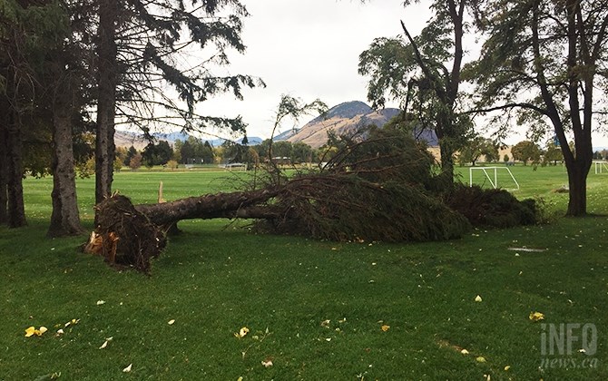 This tree at McArthur Island Park was uprooted due to heavy winds in Kamloops today, Oct. 17, 2017.