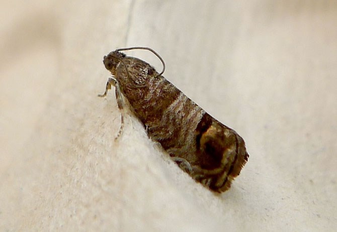 Cydia pomonella Codling Moth.